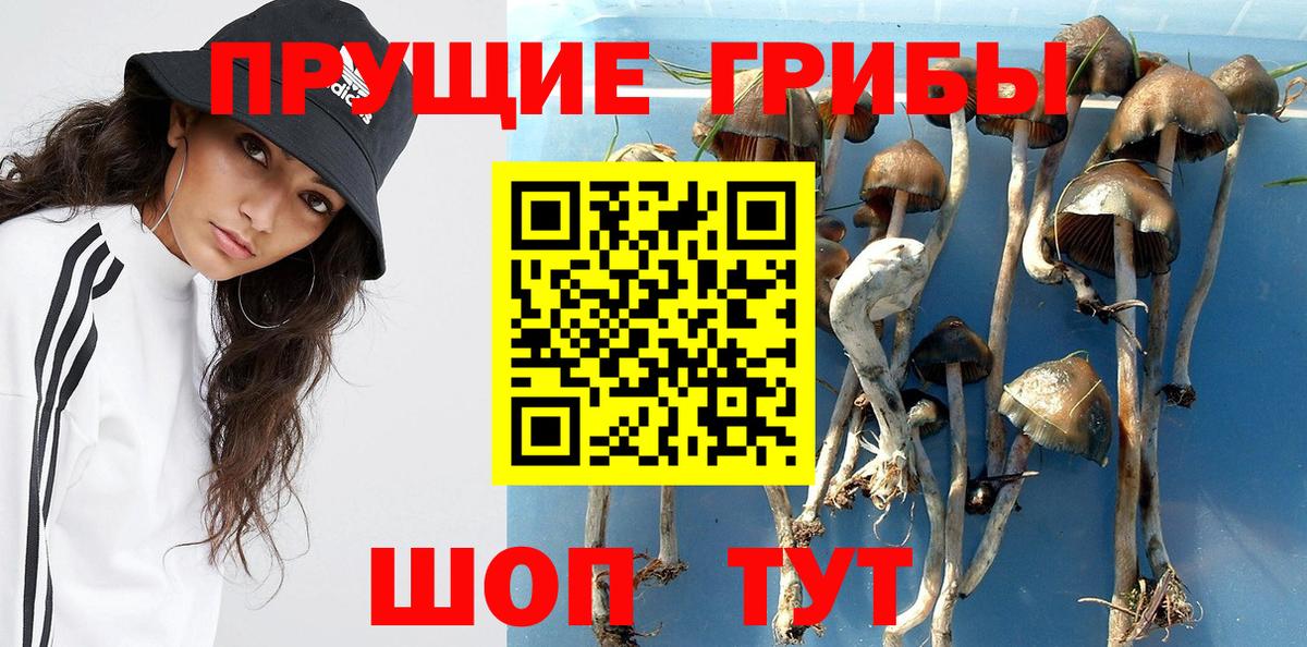 Гулькевичи  Галлюциногенные грибы GOLDEN TEACHER  Вход с VPN  Псилоцибиновые грибы Psilocybine cubensis 